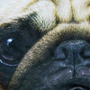 PUG/パグ アンダーパンツ キッズ ポリエステルタイプ