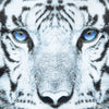 WHITE TIGER/ホワイトタイガー アンダーパンツ キッズ ポリエステルタイプ