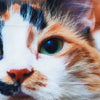 CALICO CAT/三毛猫 アンダーパンツ メンズ ポリエステルタイプ