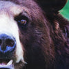 BEAR/熊　アンダーパンツ　メンズ　ポリエステルタイプ