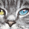 CAT/猫 アンダーパンツ　メンズ　ポリエステルタイプ