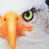 EAGLE/鷲 アンダーパンツ　メンズ　ポリエステルタイプ