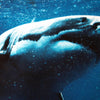 SHARK/サメ アンダーパンツ　メンズ　ポリエステルタイプ
